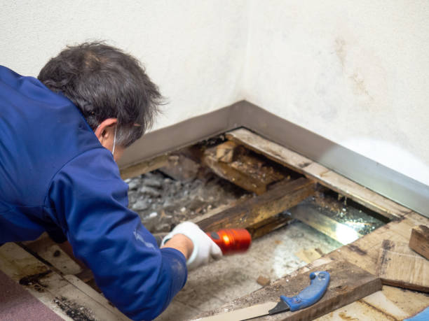 Best Professional Mold Removal  in Rapid City, SD