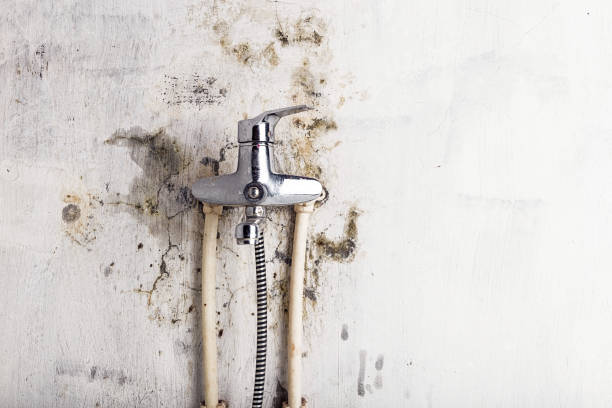 Best Certified Mold Removal  in Rapid City, SD