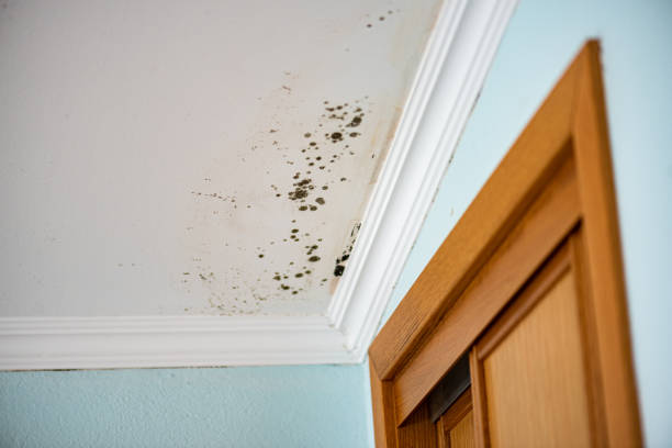 Best Black Mold Removal  in Rapid City, SD