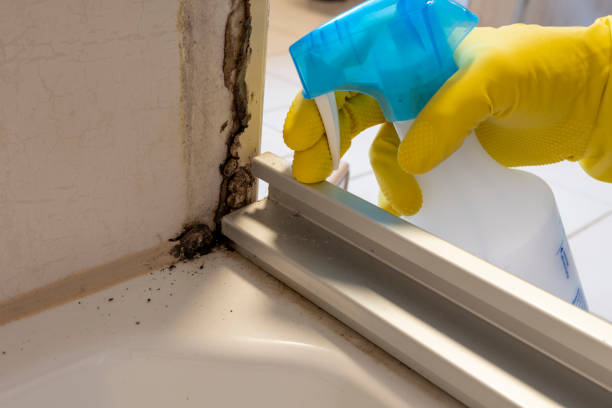 Mold Testing and Removal in Rapid City, SD