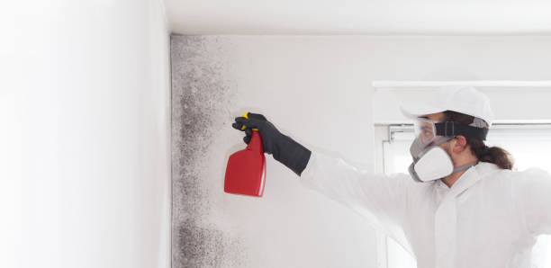 Best Residential Mold Removal  in Rapid City, SD