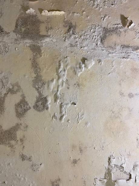 Certified Mold Removal in Rapid City, SD