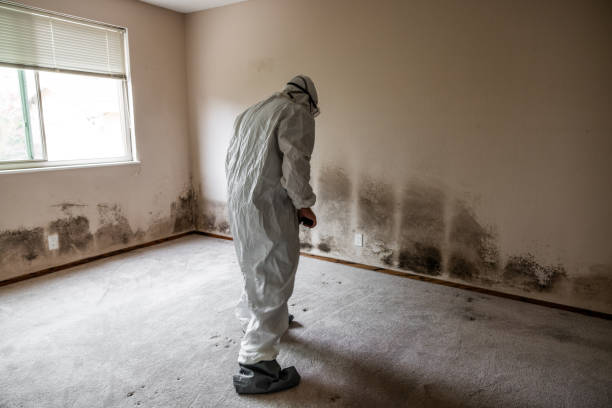 Best Crawl Space Mold Removal  in Rapid City, SD